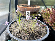 Byblis liniflora  +/- 30