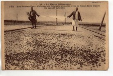 MOROCCO - Old Postcard - Morocco, locust colony - grasshoppers