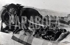 Photo De Presse Vintage