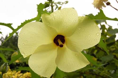 Graines hibiscus feuille - hibiscus,