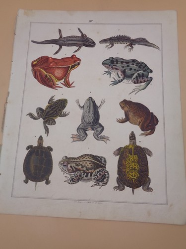 Tortue grenouille crapaud - tortue,, grenouille,