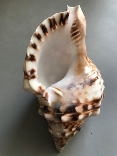 Coquillage triton conque - coquillage,