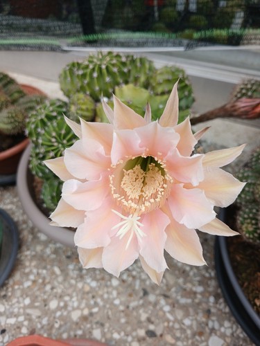 Echinopsis hybrid princess - echinopsis,