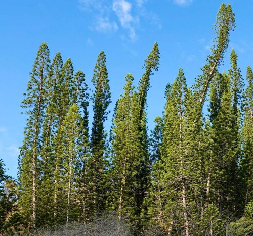 Araucaria columnaris seeds - seeds,