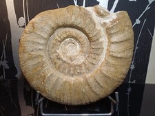 Ammonite Crussoliceras
