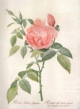 INDES ROSE ILLUSTRATION