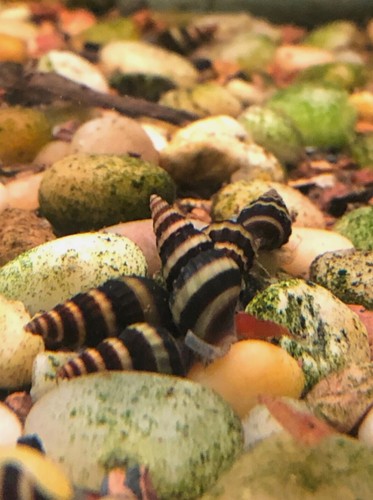 Assasin snail anentome - 1,