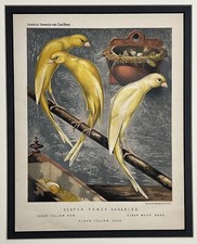 Original 1877 Scotch Fancy