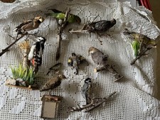 Oiseaux Naturalisés 