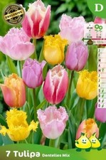 7 Bulbes de tulipes Dentelles