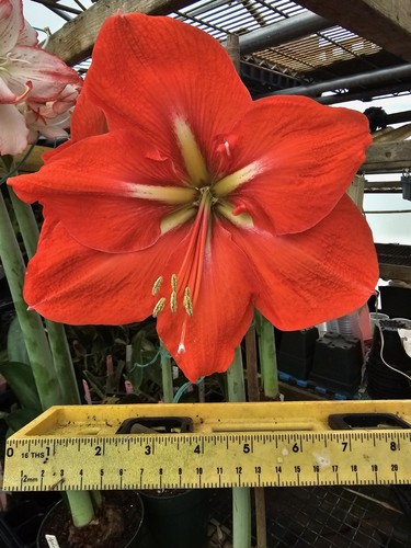 Amaryllis hippeastrum faro - -,