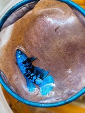 Live Betta Fish HMPK Avatar Gordon Galaxy Female $AO04 From Indonesia