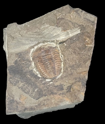 Agerina quadrata trilobite - agerina,