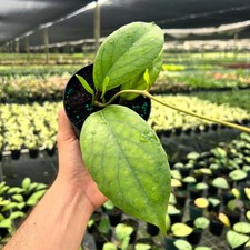 Hoya Vitellinoides | Live Indoor & Outdoor Tropical House Wax plant in 4" Pot