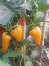 25 graines de Poivron Mini