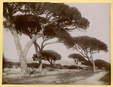 Vintage Albumen Print Albumin Print Parasol Pins 21x27 Circa 1890   