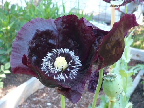 Midnight black papaver pavot - black,