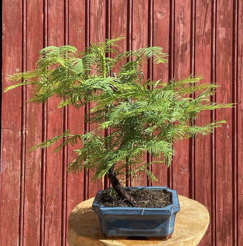 Bonsaï metasequoia chine - de,