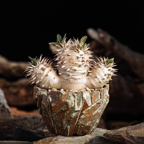 Succulent cactus plant - succulent,
