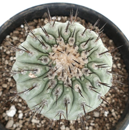 Copiapoa cinerea grafted - cinerea, 12cm
