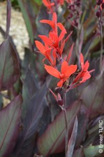 Canna 'Ibis' / Canna Géant à