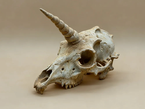 Fossile crâne licorne - de,