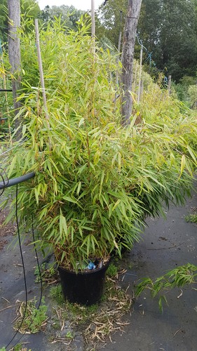 Fargesia robusta campbell - fargesia, 'campbell'