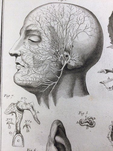 Anatomie cerveau 1779 - anatomie,
