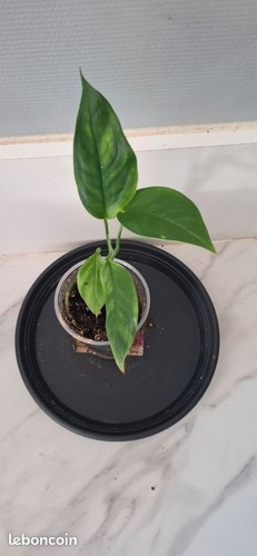 Monstera obliqua mobot - , bouture