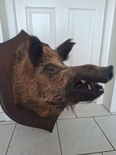 Taxidermie exceptionnelle - taxidermie,