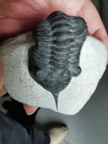 Trilobite morococanites - trilobite, du