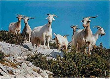 Animaux - Chèvres - Occitanie - Alerte chez les chèvres - CPM - Voir Scans Recto