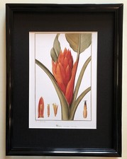 Illustration couleurs d'après Redouté : BANANIER MUSA + cadre BOTANIQUE, FLEUR