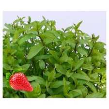 50 graines de Menthe fraise