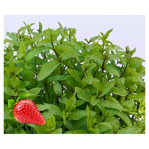 Graines menthe fraise - graines, de