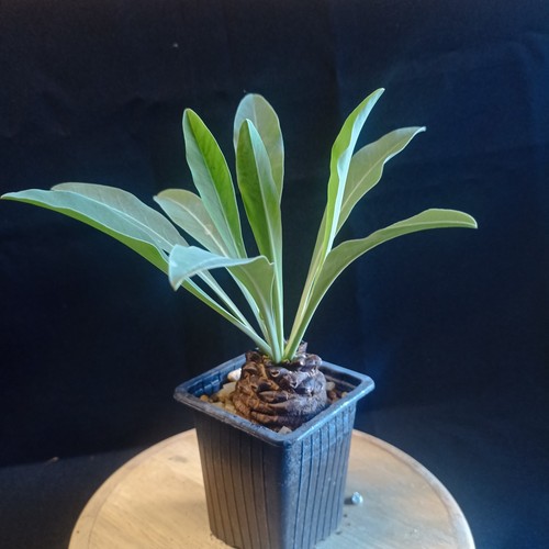 Euphorbia bupleurifolia - euphorbia,