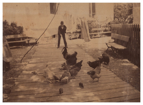 Homme nourrissant des poules