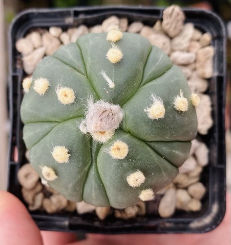 Astrophytum asterias nudum - asterias,