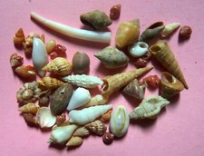 Various Small Sized Shells, Approx 50