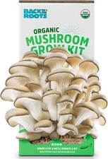 Organic Oyster Mushroom Grow