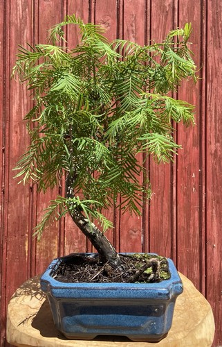 Bonsaï metasequoia chine - bonsaÏ, de
