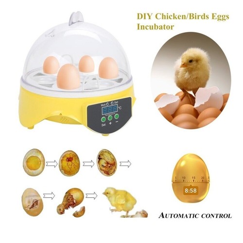 Incubateur couveuse - incubateur,