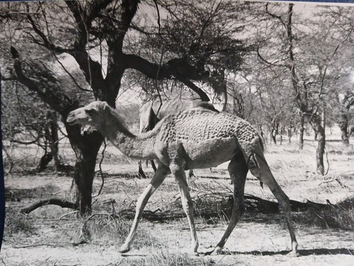 Sénégal 1970 lac - c.1970, de