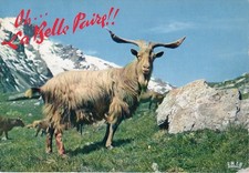 POSTCARD, ANIMALS, HUMOR, GOAT, GOAT