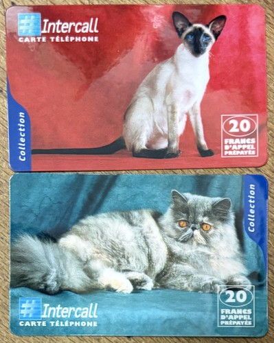 Chat siamoi persan - siamoi, cat