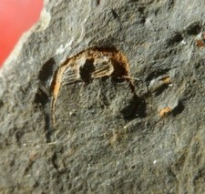 TRILOBITE ORDOVICIEN DE LA