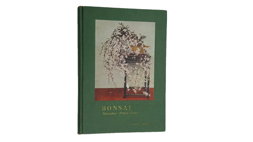 Bonsaï miniature potted - bonsaï-miniature,