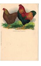 Animals Poultry breed chicken Rooster Multi colour Wyandotte hahn coq huhn poule
