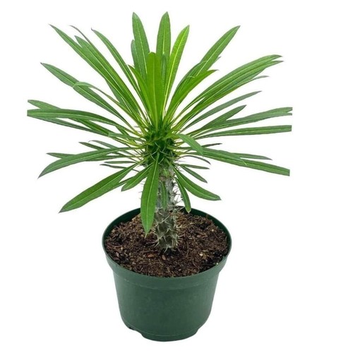 Madagascar palm pachypodium - palm,,