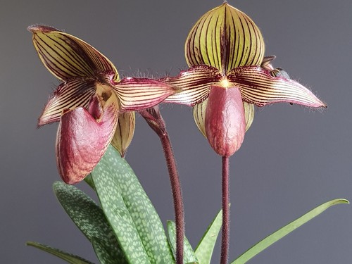 Flacon paphiopedilum - flacon,